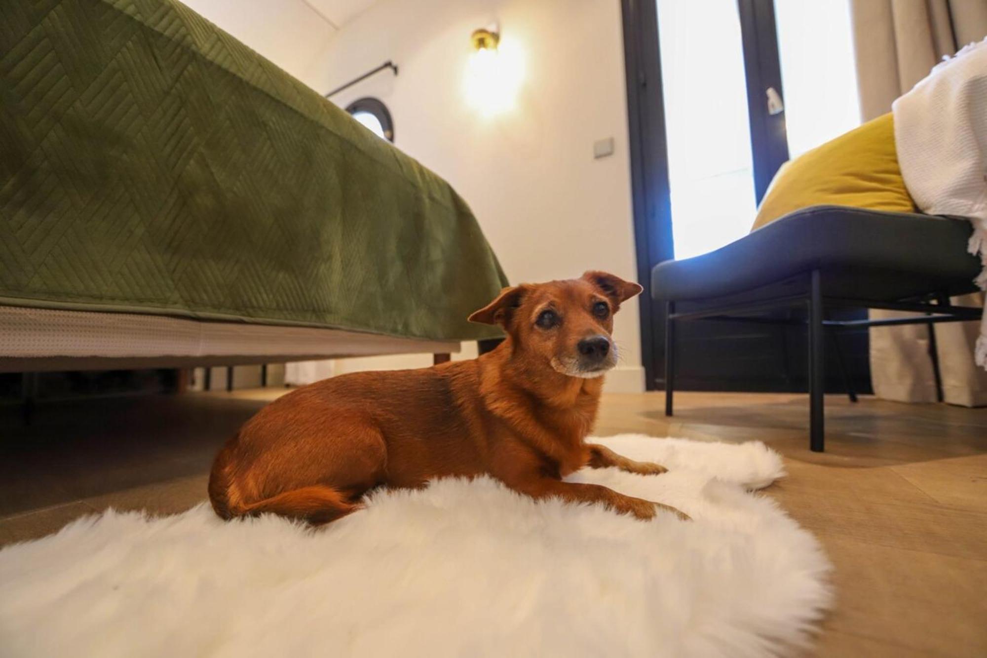 アヌシーChez Maminou - 8 Couchages Parking Proche Centreアパートメント エクステリア 写真